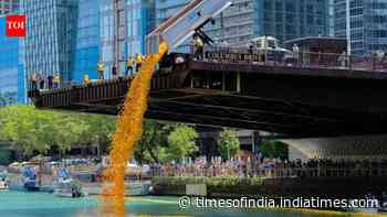 Believe it or not: Quack attack: This isn’t bath time, it's a duck race