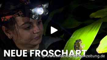 Kaffeefrosch entdeckt: Neue Art in Costa Rica lebt in Kaffeeplantagen