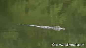 Woman's arm is severed off after alligator dragged her underwater in horror scenes while swimming with her family