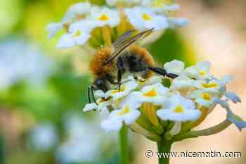 Bourdon gourmand, abeille géante, guêpe envahissante... Découvrez les drôles de convives du buffet des fleurs dans les jardins Mentonnais