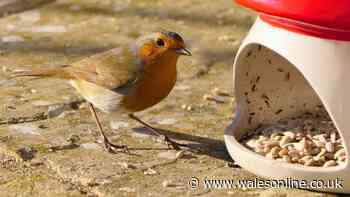 Robins will stay healthy in the summer heat if you leave 1 food staple outdoors in August