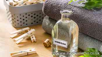 Difference between malt, white and distilled vinegar explained
