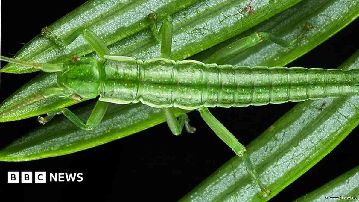 Stick insects retain male-female gene balance after a million years without sex, study finds