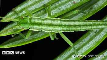 Stick insects retain male-female gene balance after a million years without sex, study finds
