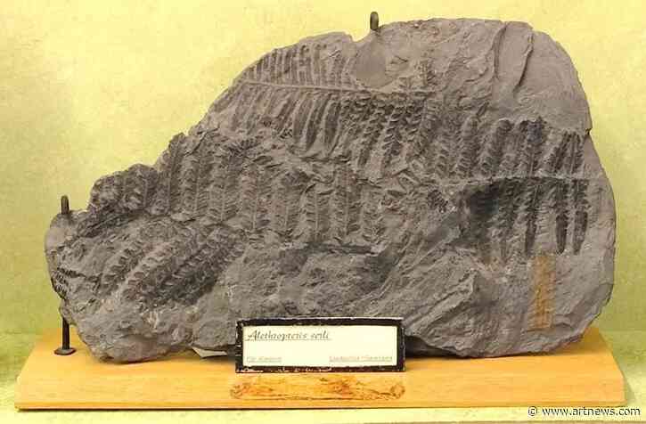Fossils and Other Exhibits Stolen From German University in Latest Museum Robbery
