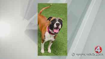 Mabel is looking for a forever home
