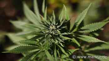THC gegen Albträume: Cannabis-Wirkstoff stoppt bei vielen Trauma-Patienten die nächtliche Qual