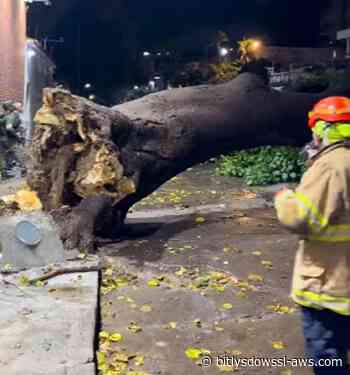 Fuertes lluvias provocaron la caída de un árbol sobre una vivienda en Caracas
