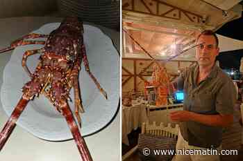 À Roquebrune-Cap-Martin, il rachète 300 euros une langouste destinée à être mangée… pour la remettre en liberté