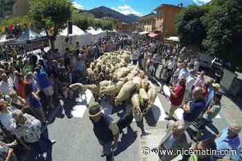 Moutons, chiens de berger, marché paysan, procession... Ce qui vous attend ce week-end pour la fête de la Saint-Roch à Tende