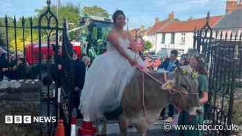Farmer bride rides favourite cow to own wedding