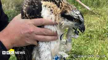 Ospreys hatch at nature reserve for first time
