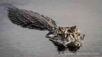 Woman bitten by gator while swimming in Florida river, wildlife officials say