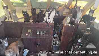 Polizei entert Geisterschiff – und rettet dutzende Katzen