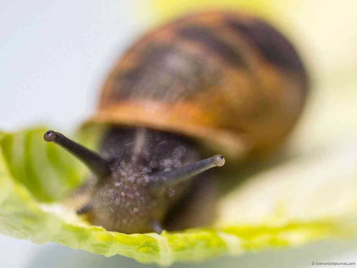 Snail hibernation could lead to saving human hearts: U of A researchers