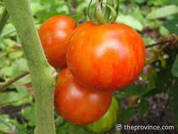 When to pick tomatoes for peak flavour and nutrition