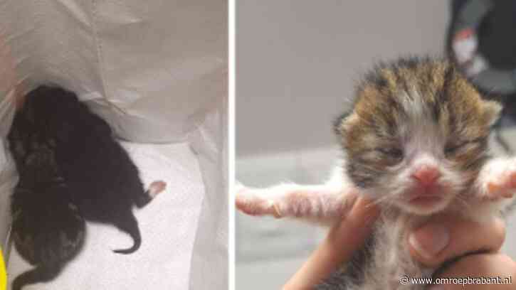 Vijf kittens gedumpt in plastic zak, politie zoekt getuigen