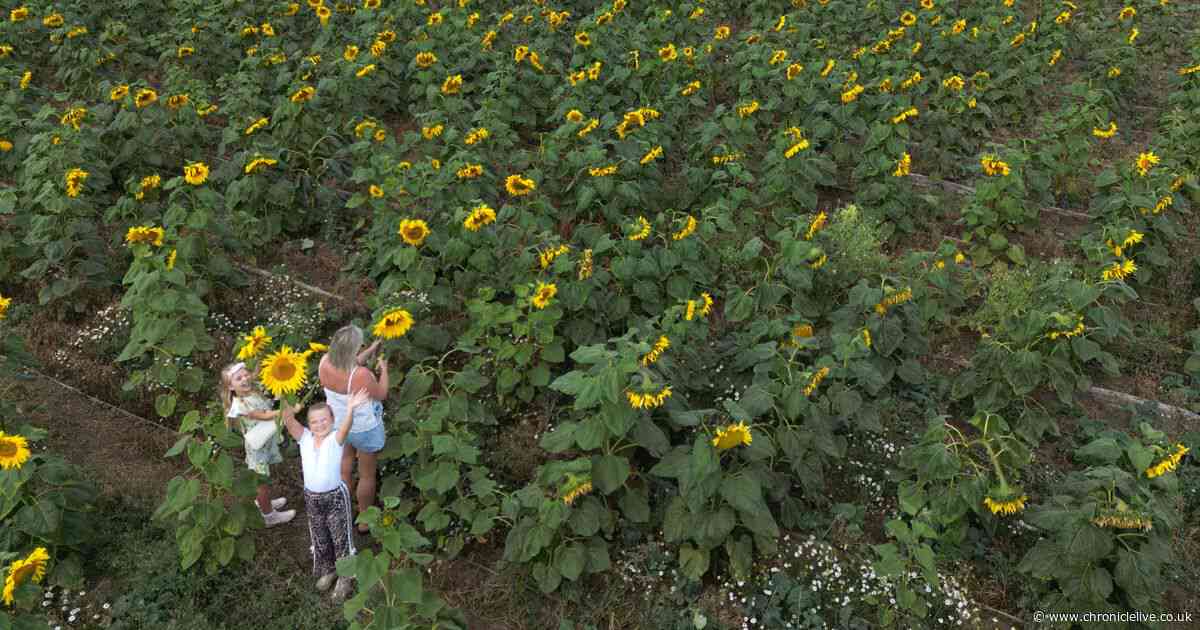 15 floral photos as families enjoy North East sunflower trail now open for summer