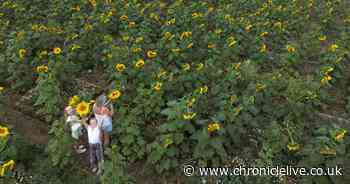 15 floral photos as families enjoy North East sunflower trail now open for summer