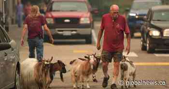 Summerland farmers can return to wildfire evacuation zone to care for their animals