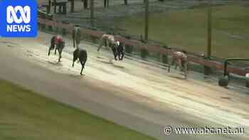 Greyhound badly injured in race supporting Tasmanian industry