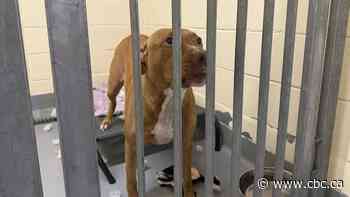 Citing overcrowding, Mississauga animal services runs $25 adoption blitz