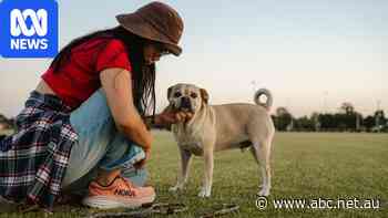 Considering pet insurance? Read this first