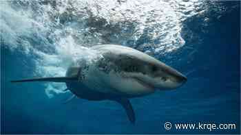 Great white shark drags lifeguard underwater at Maine beach
