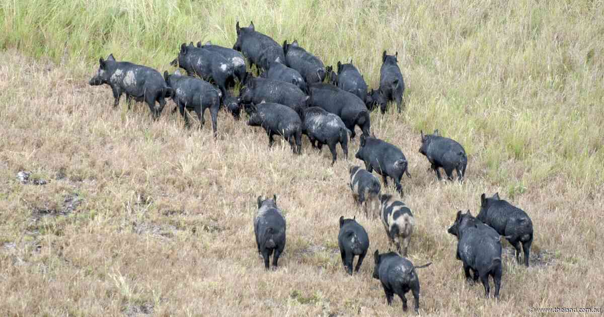 Is November the right time for a pilot program in the war against feral pigs?