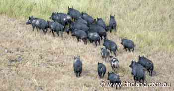 Is November the right time for a pilot program in the war against feral pigs?