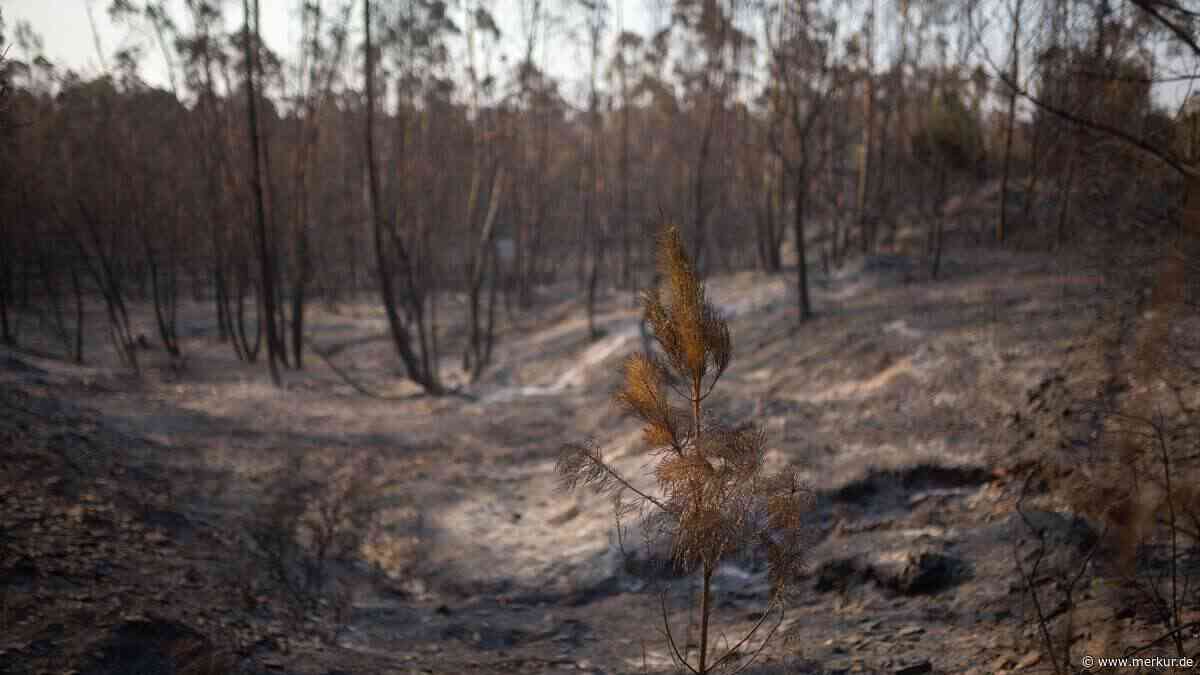 „Außerhalb der Löschkapazität“: Verheerende Waldbrände in Andalusien breiten sich aus