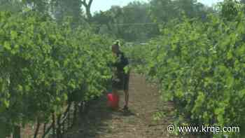 New Mexico winery and distillery harvests grapes for new sparkling wine