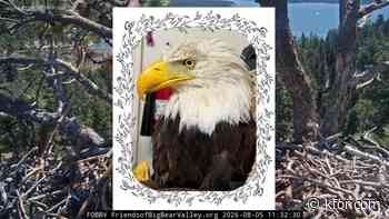 Jackie the beloved Big Bear bald eagle dies
