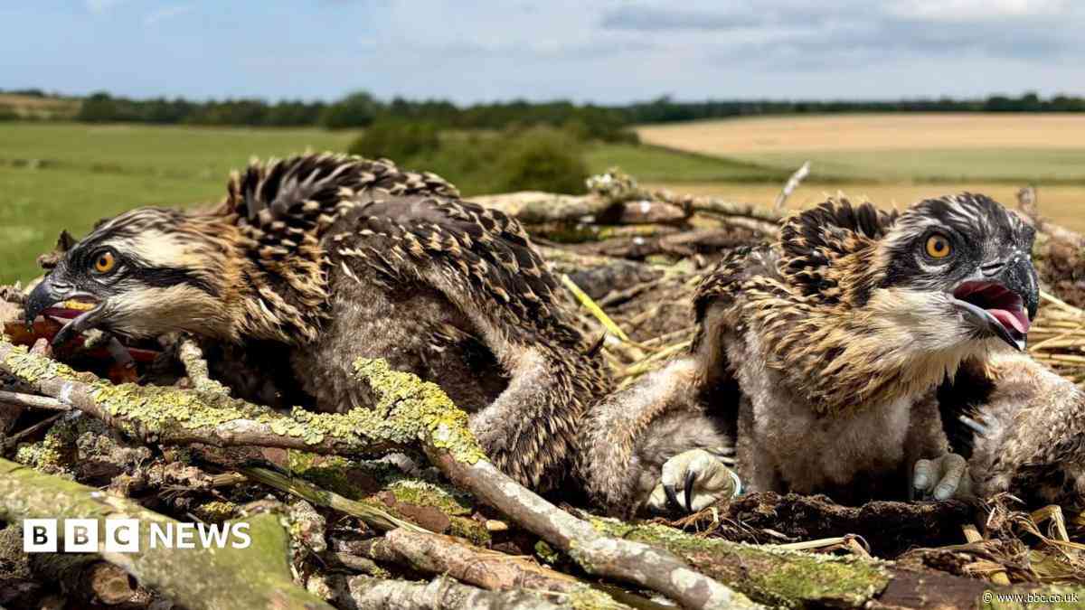 Osprey chicks fledge despite disturbances