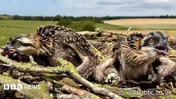 Osprey chicks fledge despite disturbances