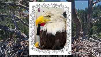 Jackie the beloved Big Bear bald eagle dies