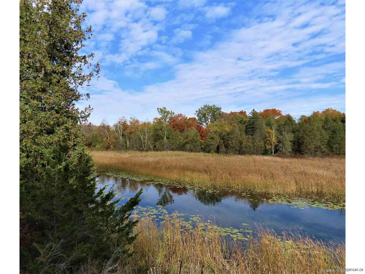 Belleville council votes for talk with developer about Bell Creek options