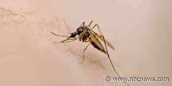 West Nile virus season peaks in late August — here’s what you can use to stay safe