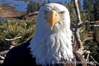Jackie, world-famous bald eagle, dies in California after mysterious illness