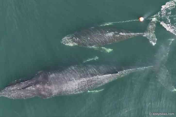 VIDEO: B.C. whale watching captain sounds alarm for tangled humpback calf