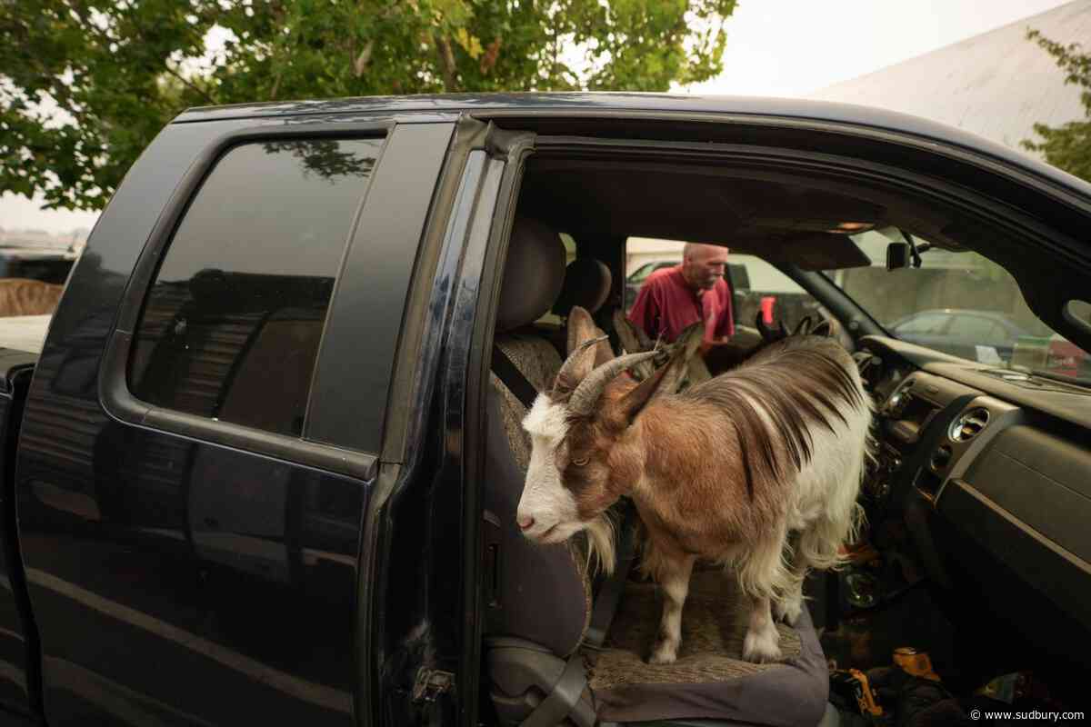20,000 evacuees fled ferocious B.C. wildfire. These are some of their stories