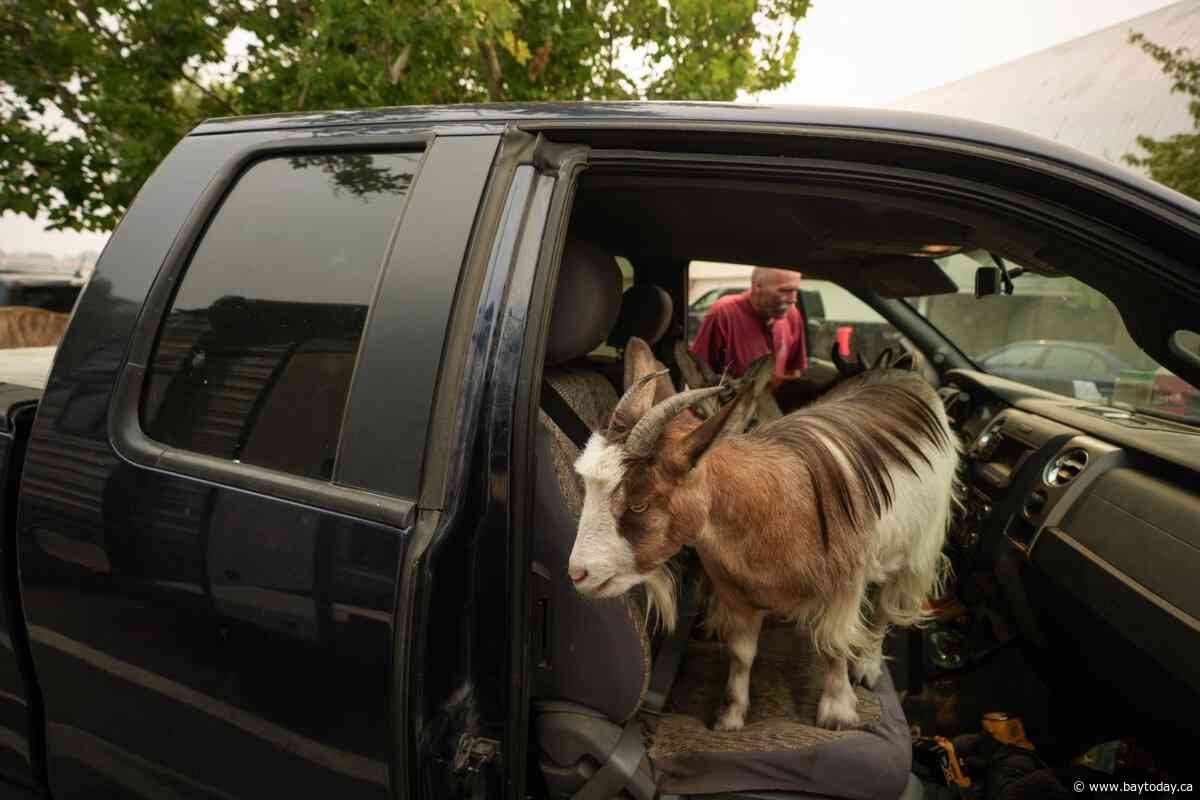 20,000 evacuees fled ferocious B.C. wildfire. These are some of their stories