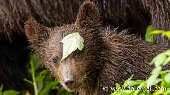 Unbe-leafably cute! Sweet baby bear pops its head through foliage