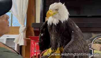 Jackie, the California bald eagle who became an internet sensation, dies after illness