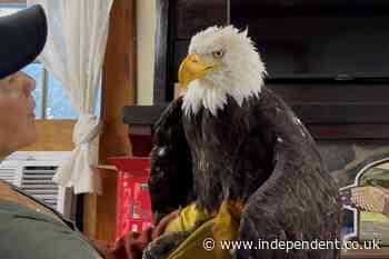 California’s beloved bald eagle Jackie dies from illness weeks after being attacked