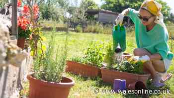 Gardeners urged to do 1 task before 10am this week as temperatures soar