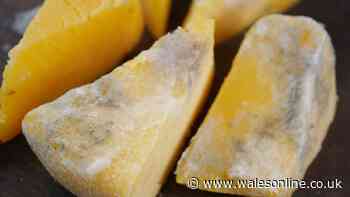 Doctor settles debate on eating mouldy cheese — 1 type you should bin immediately