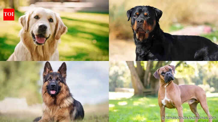 From loyalty to alertness: 7 low-maintenance dog breeds for homeowners