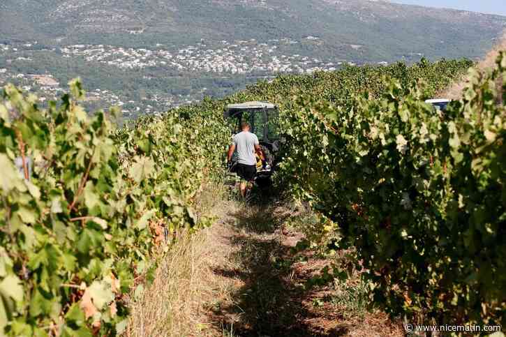 « Chaque année, on vendange plus tôt ». Comment les canicules successives impactent le vignoble niçois