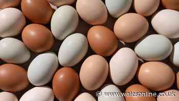 Experts reveal the difference between white and brown eggs — it's not what you think